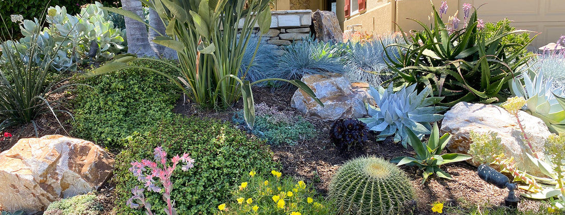 Xeriscaping: Everything You Need to Know